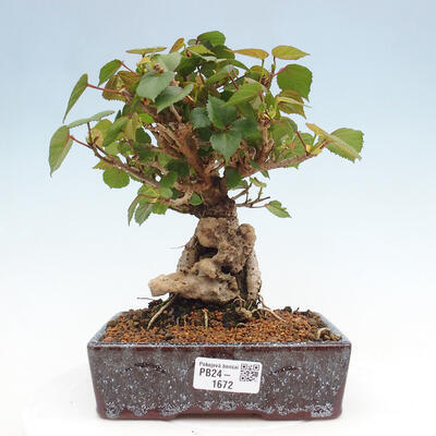 Izbová bonsai - Hibiscus tiliaceus - Ibištek lipovitý, morský - 1