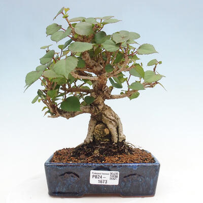 Izbová bonsai - Hibiscus tiliaceus - Ibištek lipovitý, morský - 1