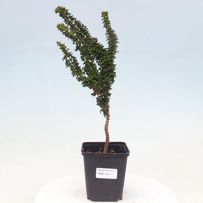 Vonkajšie bonsai - Cham. obtusa SEKKA HINOKI - Cyprus - 1