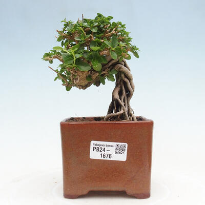 Izbová bonsai - Premna serratifolia - Kozlovoň malolistá - 1