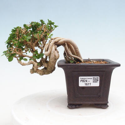 Izbová bonsai - Premna serratifolia - Kozlovoň malolistá - 1