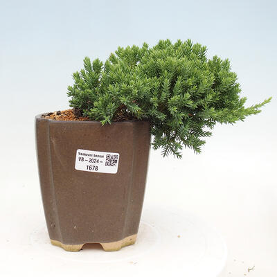 Vonkajší bonsai - Juniperus procumbens - Borievka polehavá