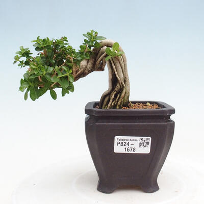 Izbová bonsai - Premna serratifolia - Kozlovoň malolistá - 1