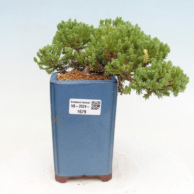 Vonkajší bonsai - Juniperus procumbens - Borievka polehavá