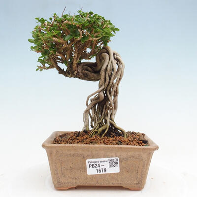 Izbová bonsai - Premna serratifolia - Kozlovoň malolistá - 1