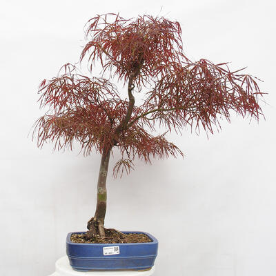 Vonkajší bonsai - Javor dlanitolistý - Acer palmatum RED PYGMY - 1