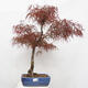 Vonkajší bonsai - Javor dlanitolistý - Acer palmatum RED PYGMY - 1/6