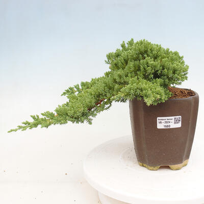 Vonkajší bonsai - Juniperus procumbens - Borievka polehavá