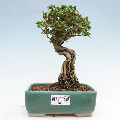 Izbová bonsai - Premna serratifolia - Kozlovoň malolistá - 1