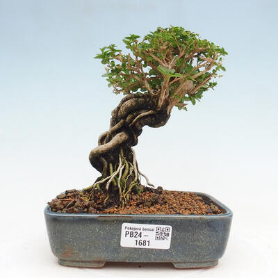 Izbová bonsai - Premna serratifolia - Kozlovoň malolistá - 1