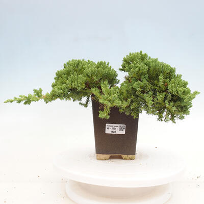 Vonkajší bonsai - Juniperus procumbens - Borievka polehavá