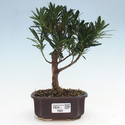 Izbová bonsai - Podocarpus - Kamenný tis - 1