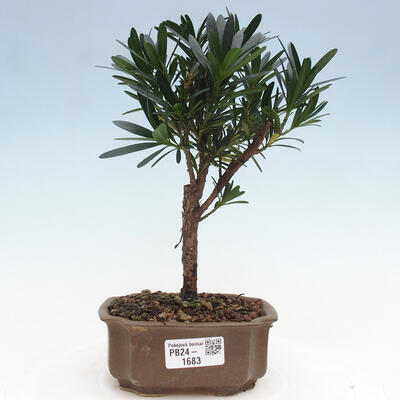 Izbová bonsai - Podocarpus - Kamenný tis - 1