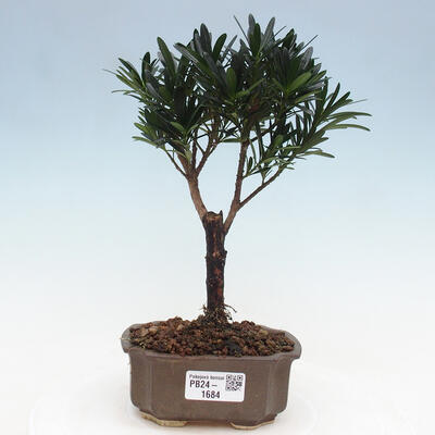 Izbová bonsai - Podocarpus - Kamenný tis - 1