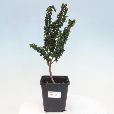 Vonkajšie bonsai - Cham. obtusa SEKKA HINOKI - Cyprus - 1