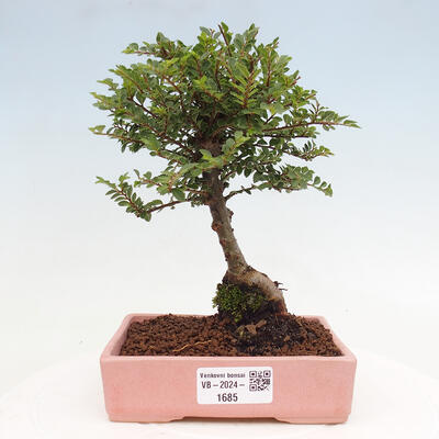 Vonkajší bonsai - Ulmus parvifolia Sagei - Malolistý brest - 1