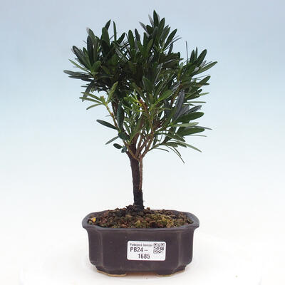 Izbová bonsai - Podocarpus - Kamenný tis - 1