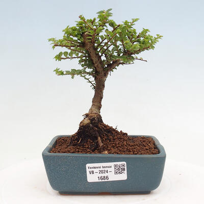 Vonkajší bonsai - Ulmus parvifolia Sagei - Malolistý brest - 1