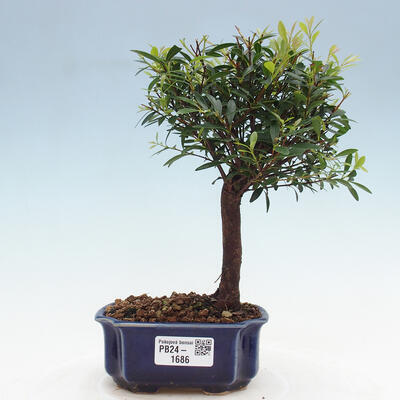 Izbová bonsai - Syzygium - Pimentovník - 1