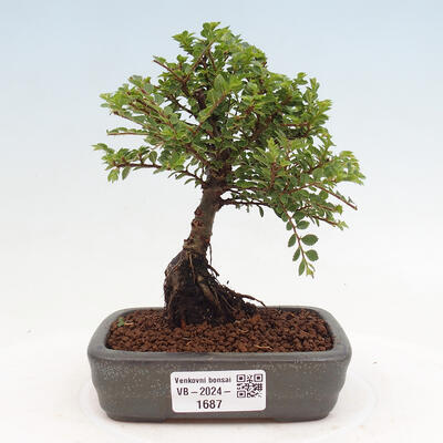 Vonkajší bonsai - Ulmus parvifolia Sagei - Malolistý brest - 1