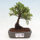 Vonkajší bonsai - Ulmus parvifolia Sagei - Malolistý brest - 1/6