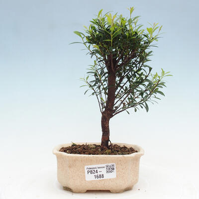 Izbová bonsai - Syzygium - Pimentovník - 1