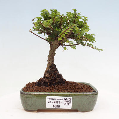 Vonkajší bonsai - Ulmus parvifolia Sagei - Malolistý brest - 1