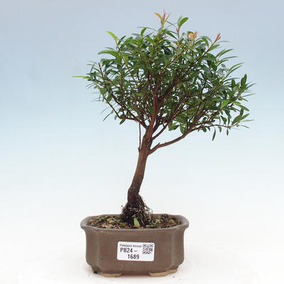 Izbová bonsai - Syzygium - Pimentovník - 1