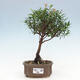 Izbová bonsai - Syzygium - Pimentovník - 1/3