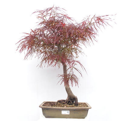 Vonkajší bonsai - Javor dlanitolistý - Acer palmatum RED PYGMY - 1