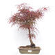 Vonkajší bonsai - Javor dlanitolistý - Acer palmatum RED PYGMY - 1/6