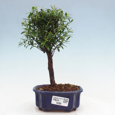 Izbová bonsai - Syzygium - Pimentovník - 1