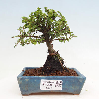 Vonkajší bonsai - Ulmus parvifolia Sagei - Malolistý brest - 1