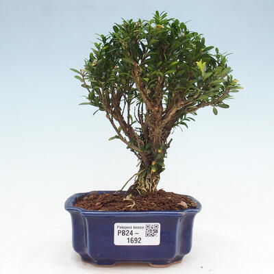 Izbová bonsai - Buxus harlandii - korkový buxus - 1