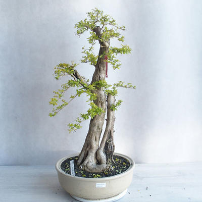 Izbová bonsai - Durant erecta Aurea - 1