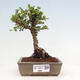 Vonkajší bonsai - Ulmus parvifolia Sagei - Malolistý brest - 1/6