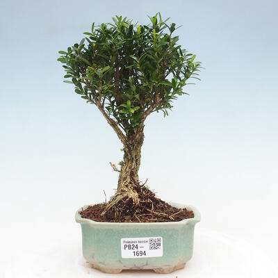 Izbová bonsai - Buxus harlandii - korkový buxus - 1