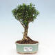 Izbová bonsai - Buxus harlandii - korkový buxus - 1/3