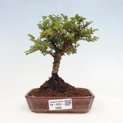 Vonkajší bonsai - Ulmus parvifolia Sagei - Malolistý brest - 1