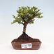 Vonkajší bonsai - Ulmus parvifolia Sagei - Malolistý brest - 1/6