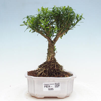 Izbová bonsai - Buxus harlandii - korkový buxus - 1