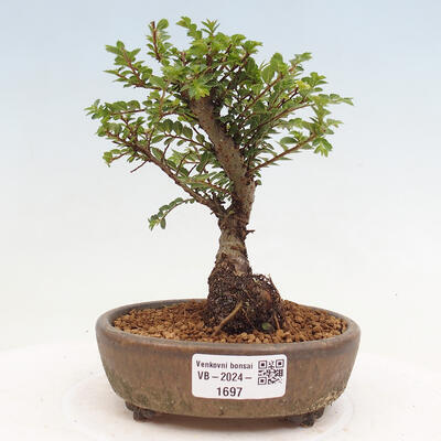 Vonkajší bonsai - Ulmus parvifolia Sagei - Malolistý brest - 1