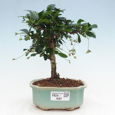 Izbová bonsai - Carmona macrophylla - Čaj fuki - 1