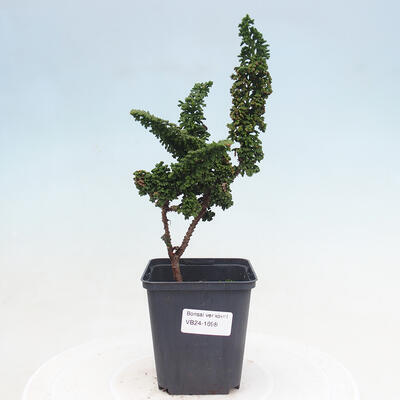 Vonkajšie bonsai - Cham. obtusa SEKKA HINOKI - Cyprus - 1