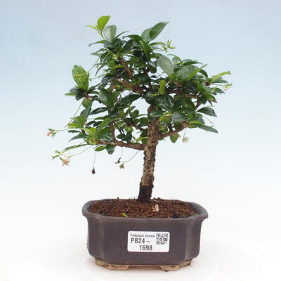 Izbová bonsai - Carmona macrophylla - Čaj fuki - 1