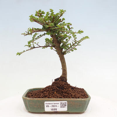 Vonkajší bonsai - Ulmus parvifolia Sagei - Malolistý brest - 1