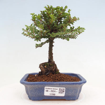 Vonkajší bonsai - Ulmus parvifolia Sagei - Malolistý brest - 1