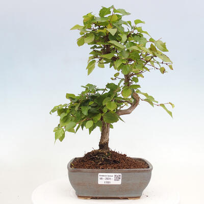 Vonkajší bonsai -Carpinus CARPINOIDES - Hrab kórejský - 1