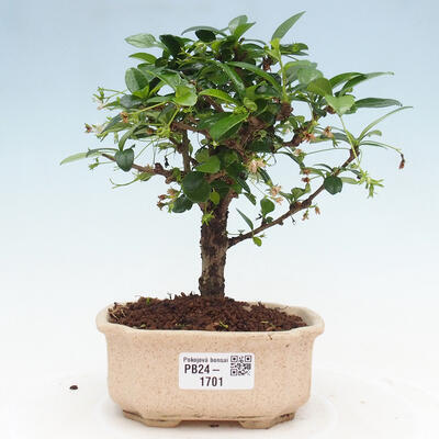 Izbová bonsai - Carmona macrophylla - Čaj fuki - 1