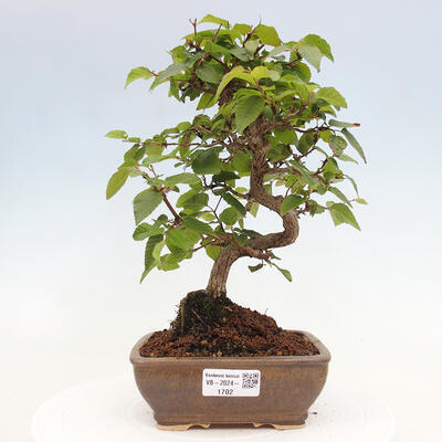 Vonkajší bonsai -Carpinus CARPINOIDES - Hrab kórejský - 1